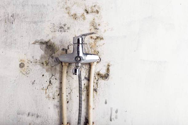 Best Mold Cleaning Services  in Egon City, OR