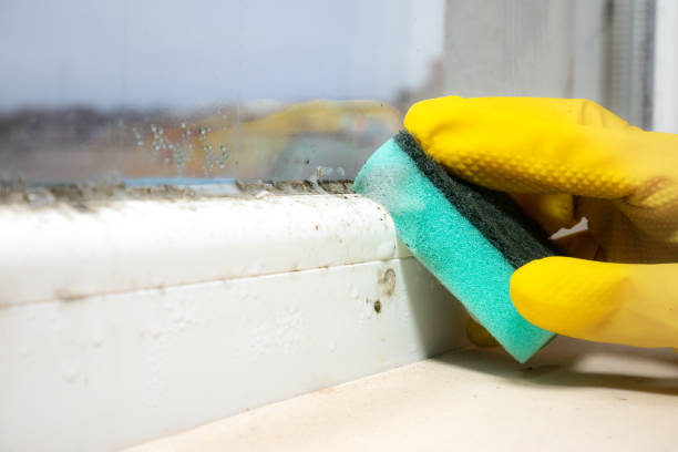 Best Commercial Mold Removal  in Egon City, OR