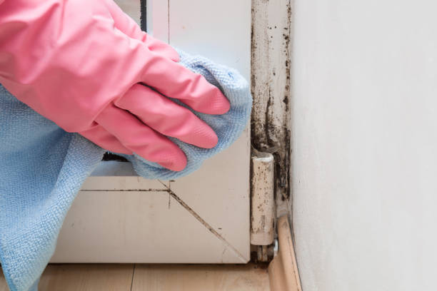 Reliable Oregon City, OR Mold Removal Solutions